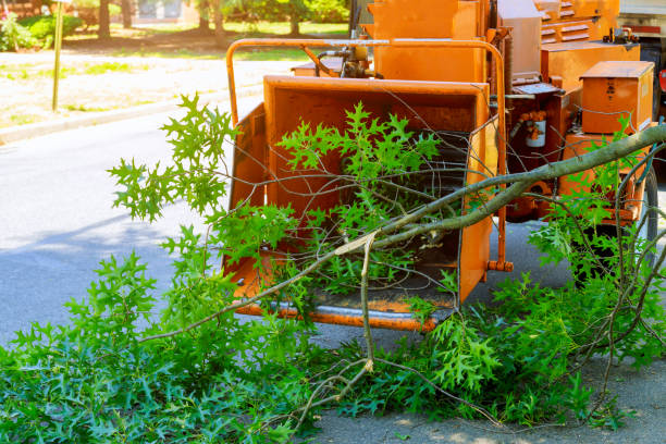 Best Tree Pruning Services  in Philipsburg, PA